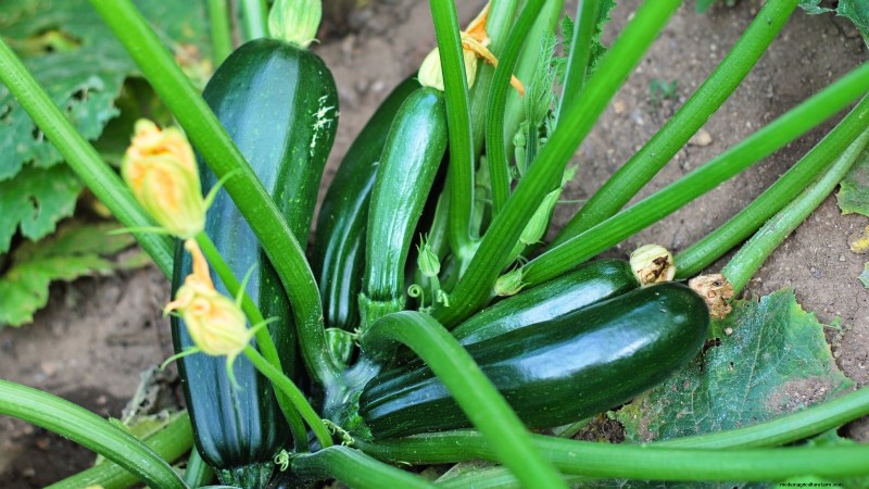 When to Harvest Zucchini: A Guide to Peak Flavor and Texture