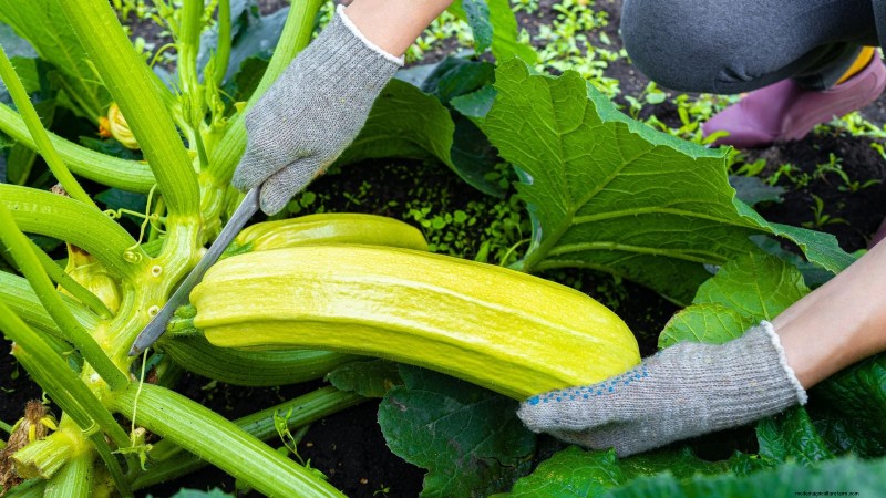 When to Harvest Zucchini: A Guide to Peak Flavor and Texture