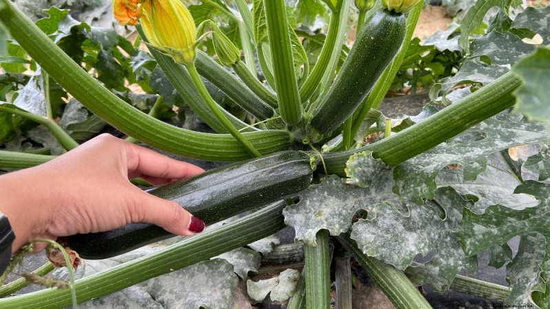 When to Harvest Zucchini: A Guide to Peak Flavor and Texture