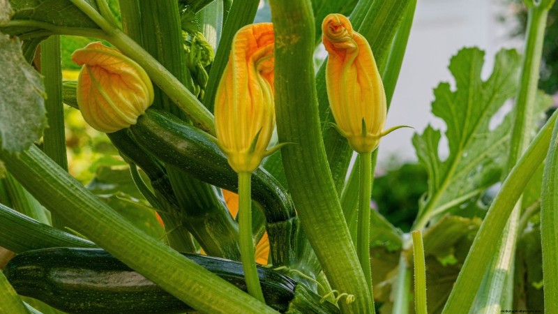 When to Harvest Zucchini: A Guide to Peak Flavor and Texture