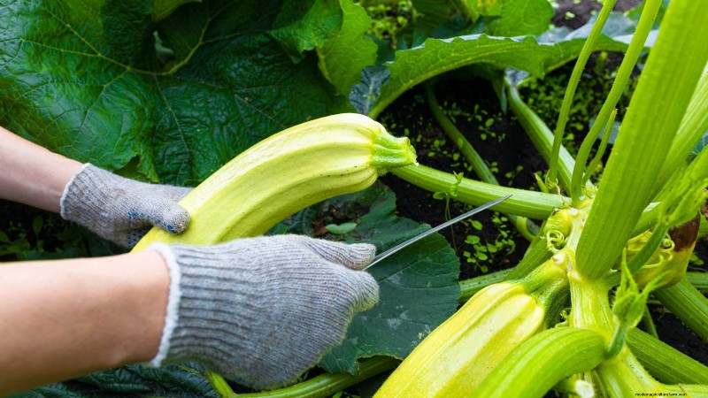 When to Harvest Zucchini: A Guide to Peak Flavor and Texture