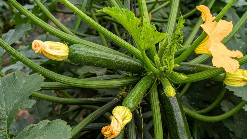 When to Harvest Zucchini: A Guide to Peak Flavor and Texture