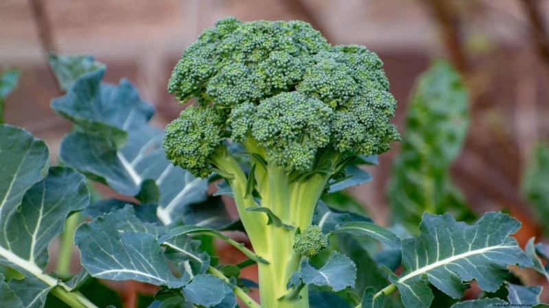 When Is the Perfect Time to Harvest Your Broccoli?