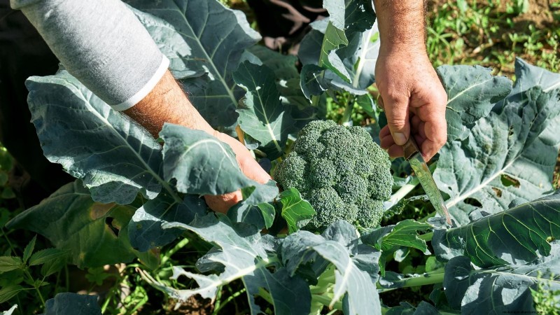 When Is the Perfect Time to Harvest Your Broccoli?