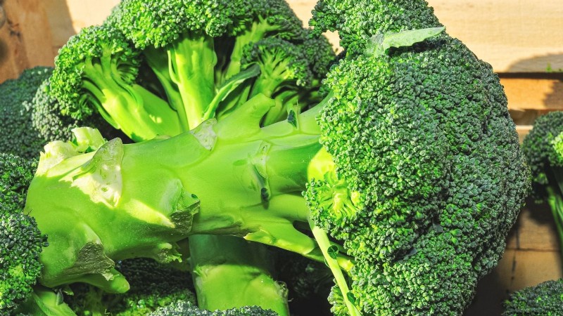 When Is the Perfect Time to Harvest Your Broccoli?