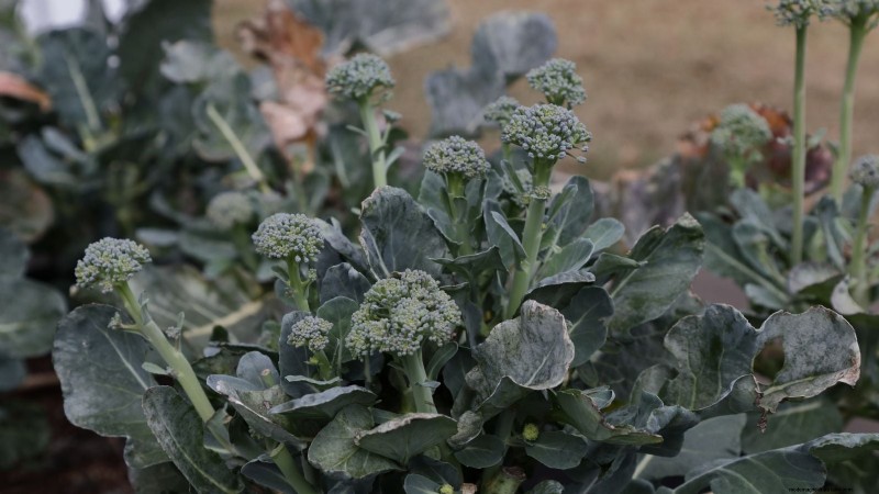 When Is the Perfect Time to Harvest Your Broccoli?
