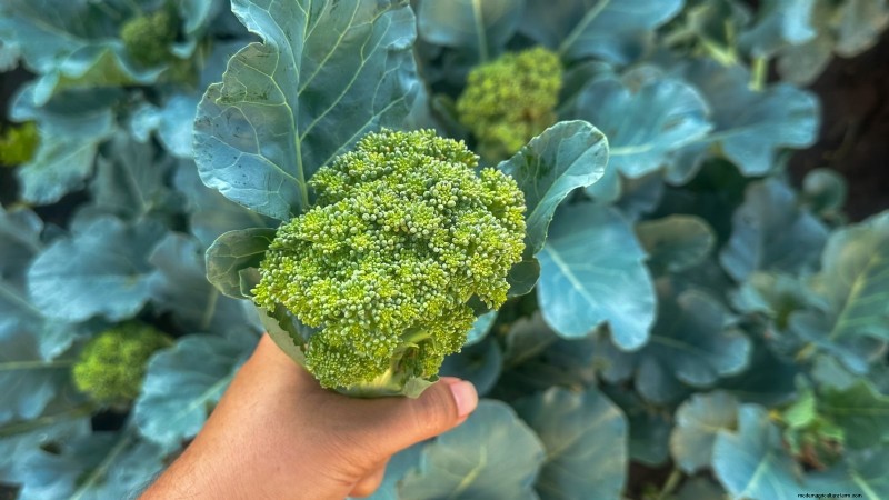 When Is the Perfect Time to Harvest Your Broccoli?