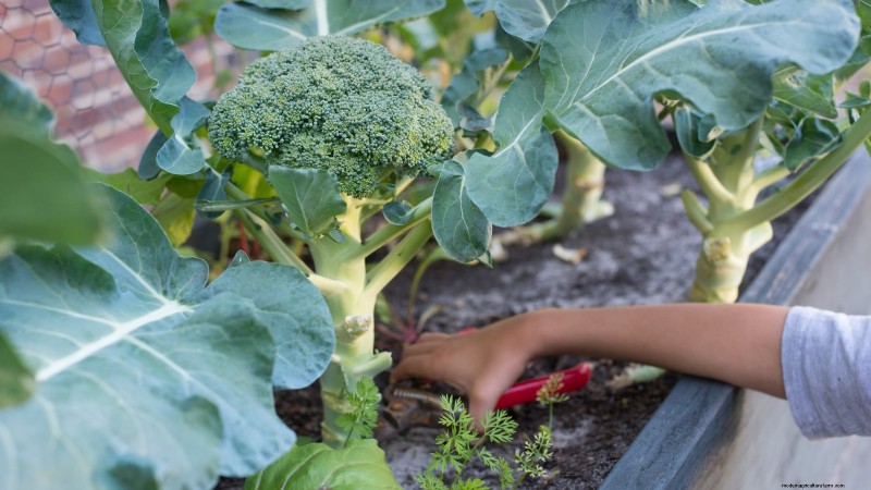 When Is the Perfect Time to Harvest Your Broccoli?