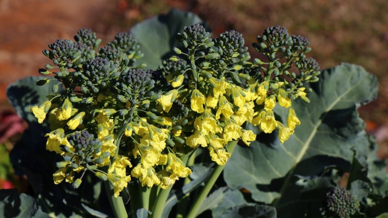 When Is the Perfect Time to Harvest Your Broccoli?