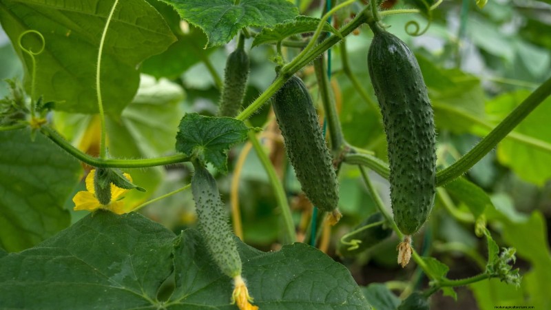 Plant These 9 Vegetables in July for a Thriving Summer Garden