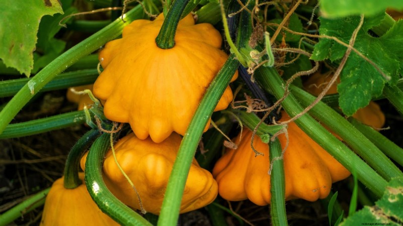 Plant These 9 Vegetables in July for a Thriving Summer Garden