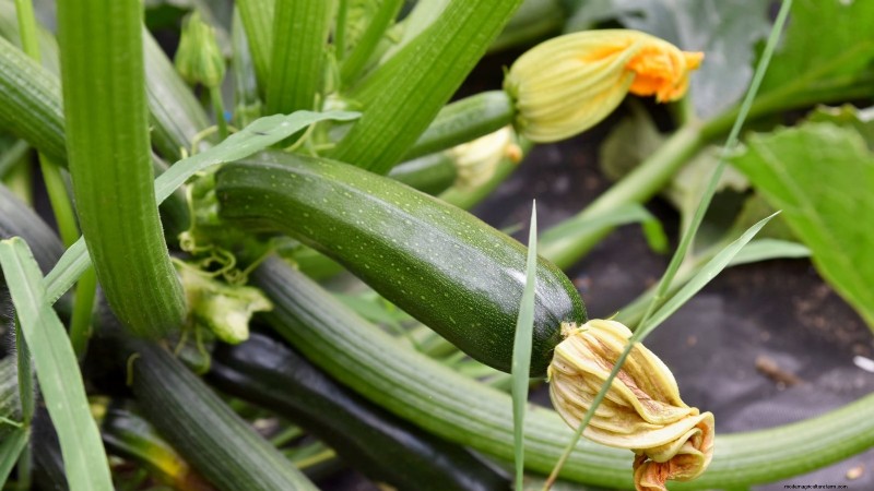 Plant These 9 Vegetables in July for a Thriving Summer Garden