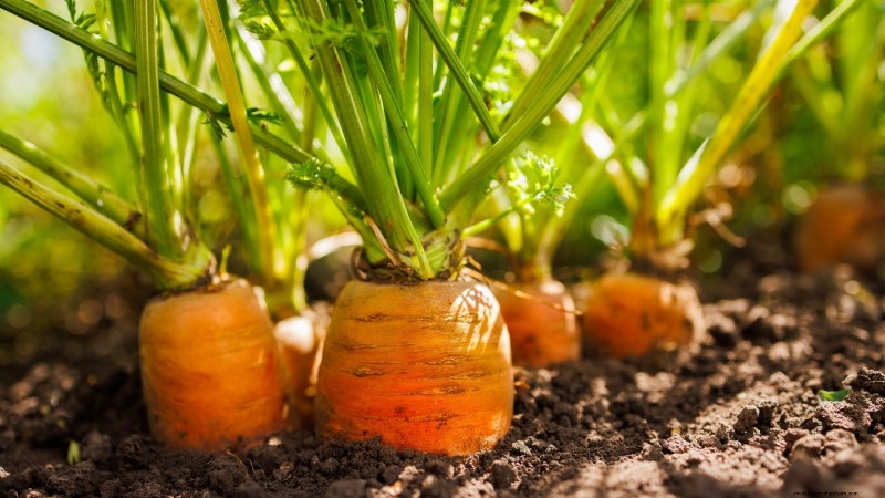 Plant These 9 Vegetables in July for a Thriving Summer Garden