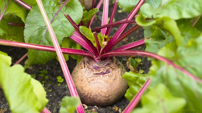 Plant These 9 Vegetables in July for a Thriving Summer Garden