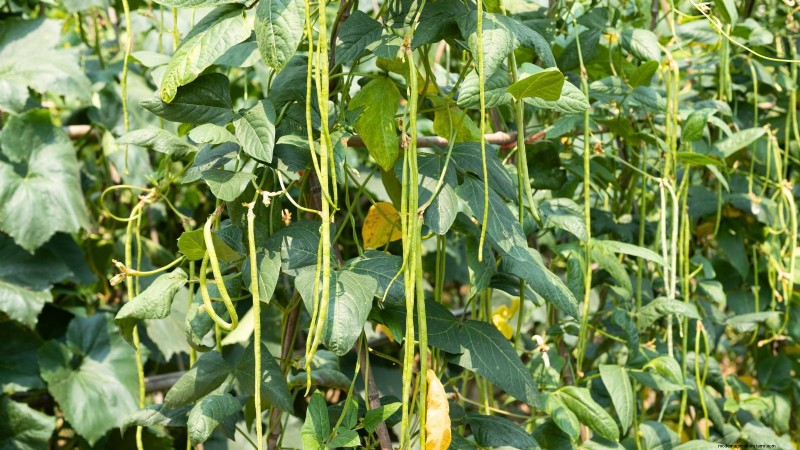 Plant These 9 Vegetables in July for a Thriving Summer Garden