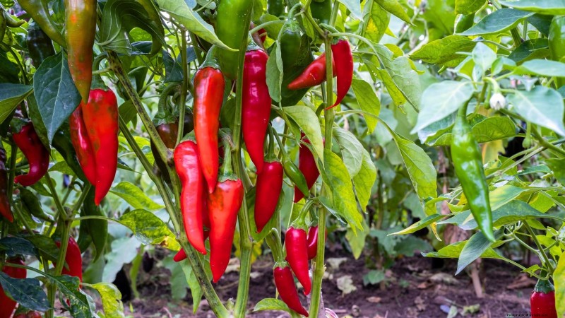 Plant These 9 Vegetables in July for a Thriving Summer Garden