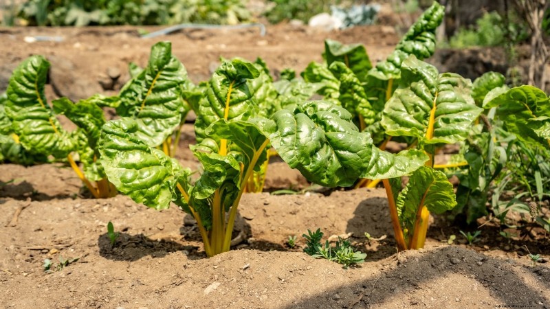 Plant These 9 Vegetables in July for a Thriving Summer Garden