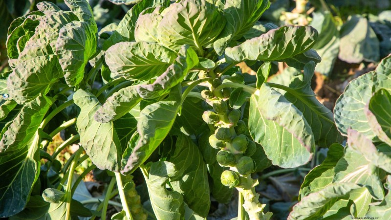 Plant These 9 Vegetables in July for a Thriving Summer Garden