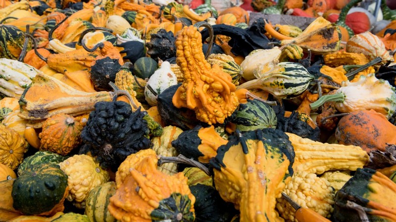 11 Stunning Gourds to Plant This Fall for Crafts & Décor
