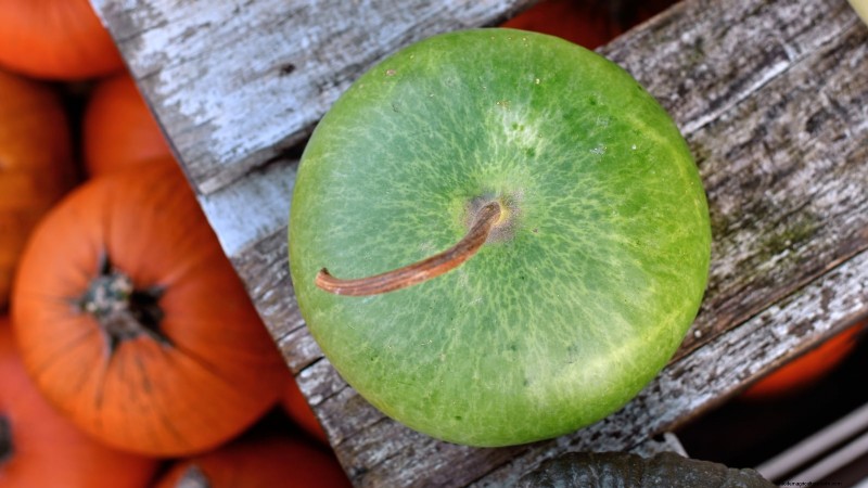 11 Stunning Gourds to Plant This Fall for Crafts & Décor