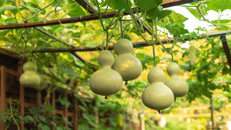 11 Stunning Gourds to Plant This Fall for Crafts & Décor