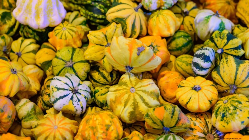 11 Stunning Gourds to Plant This Fall for Crafts & Décor