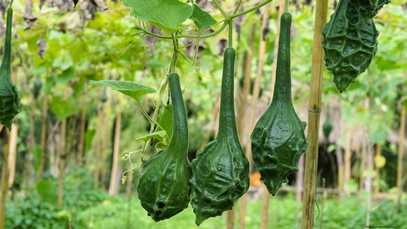 11 Stunning Gourds to Plant This Fall for Crafts & Décor