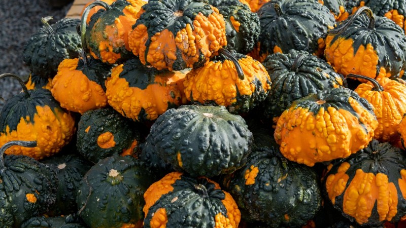 11 Stunning Gourds to Plant This Fall for Crafts & Décor