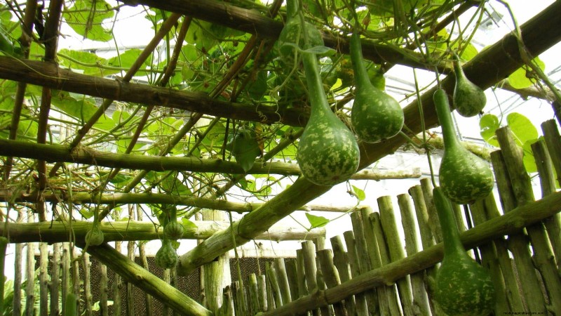 11 Stunning Gourds to Plant This Fall for Crafts & Décor