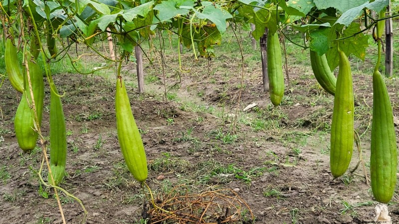 11 Stunning Gourds to Plant This Fall for Crafts & Décor