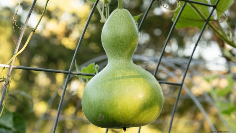 11 Stunning Gourds to Plant This Fall for Crafts & Décor