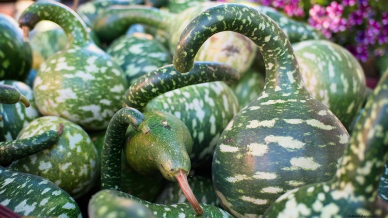 11 Stunning Gourds to Plant This Fall for Crafts & Décor