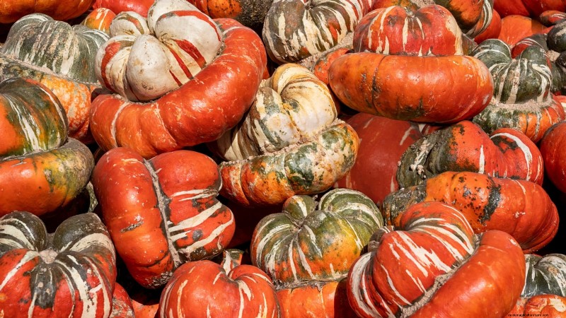 11 Stunning Gourds to Plant This Fall for Crafts & Décor