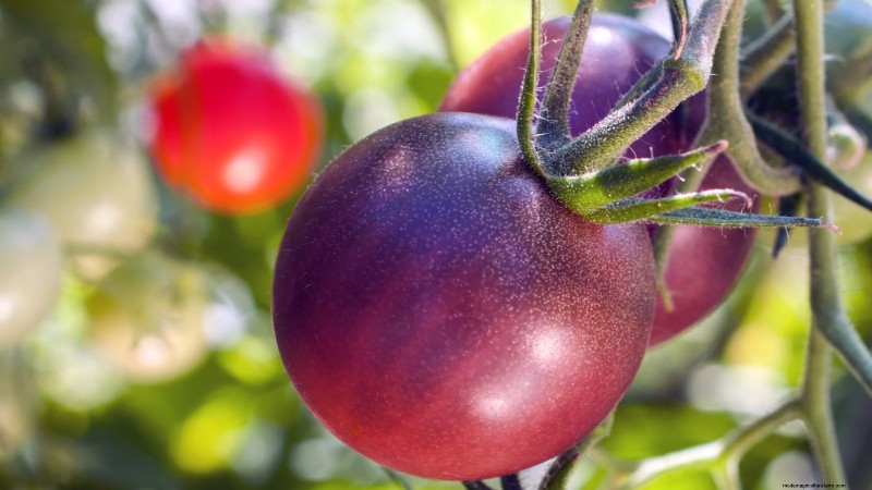 11 Stunning Black & Purple Tomato Varieties You Must Grow