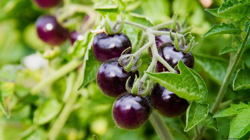 11 Stunning Black & Purple Tomato Varieties You Must Grow