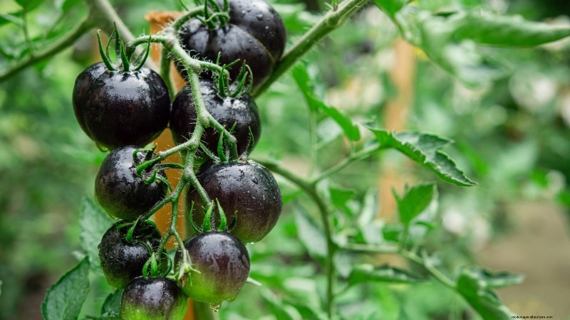 11 Stunning Black & Purple Tomato Varieties You Must Grow