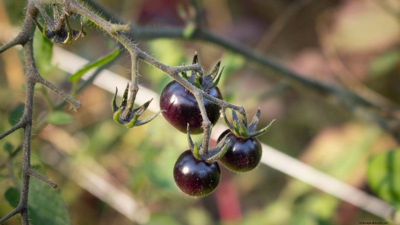 11 Stunning Black & Purple Tomato Varieties You Must Grow