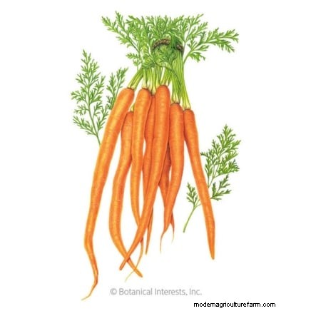 When to Harvest Carrots: 5 Expert-Approved Indicators