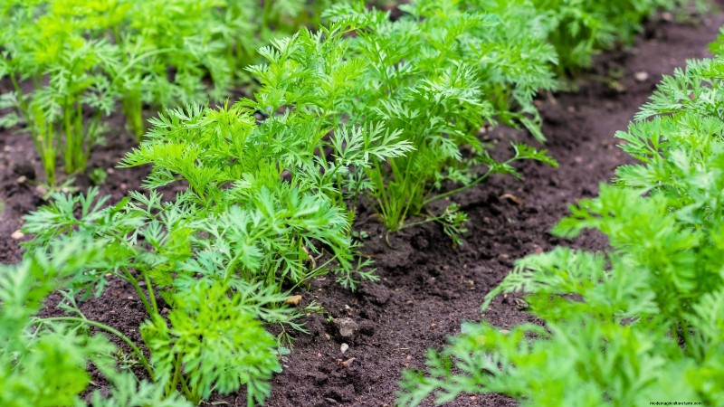 When to Harvest Carrots: 5 Expert-Approved Indicators