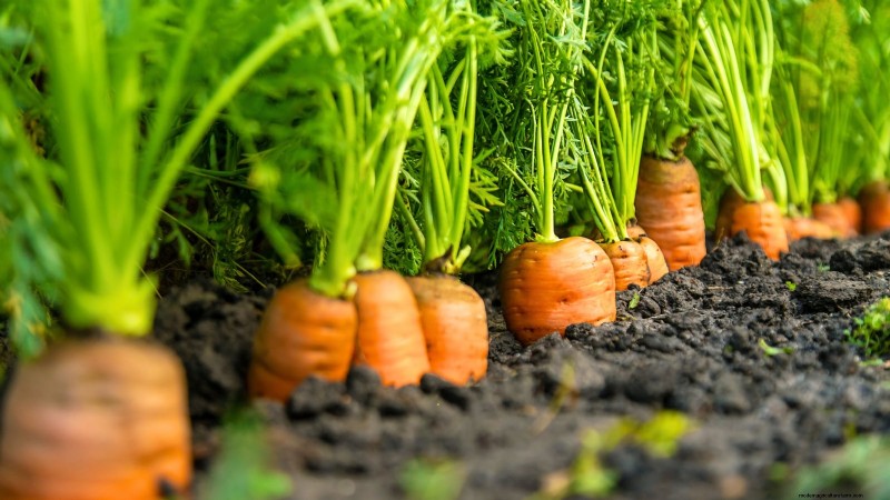When to Harvest Carrots: 5 Expert-Approved Indicators