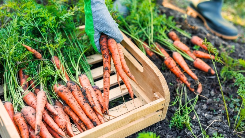 When to Harvest Carrots: 5 Expert-Approved Indicators