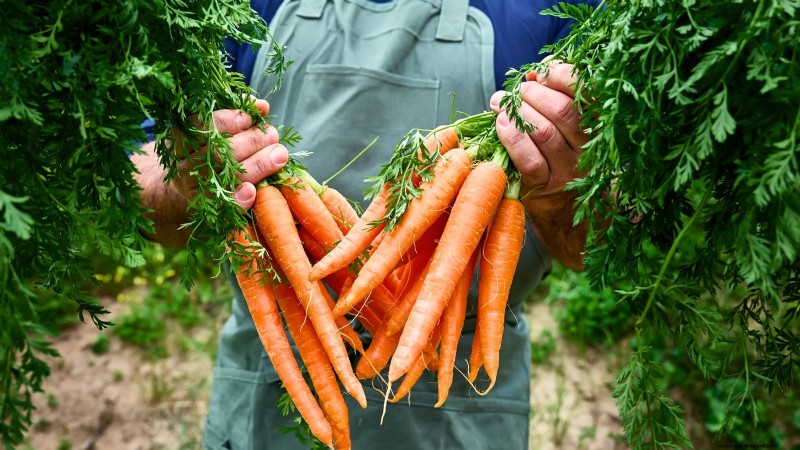 When to Harvest Carrots: 5 Expert-Approved Indicators