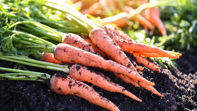 When to Harvest Carrots: 5 Expert-Approved Indicators