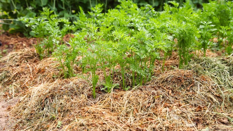 When to Harvest Carrots: 5 Expert-Approved Indicators