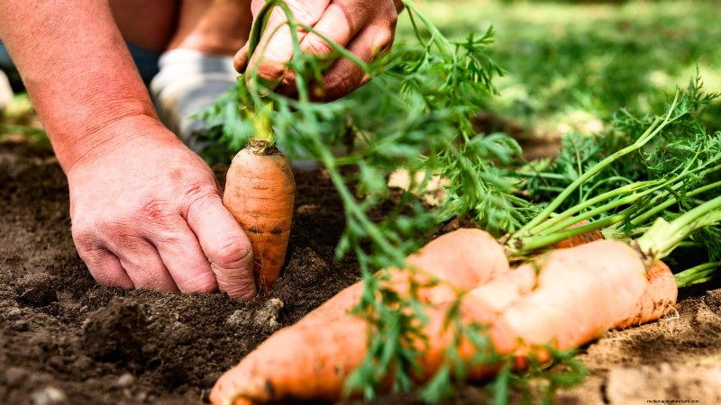 When to Harvest Carrots: 5 Expert-Approved Indicators