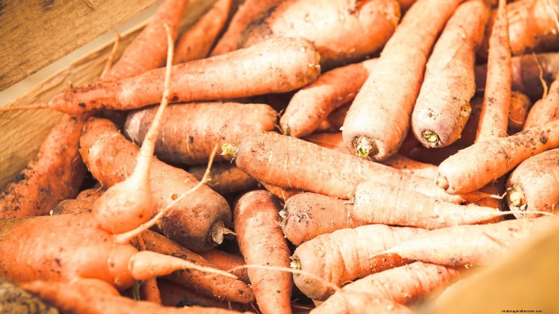 When to Harvest Carrots: 5 Expert-Approved Indicators