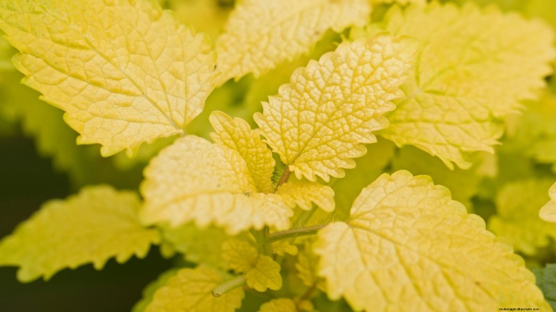15 Ornamental Herbs to Plant in June for a Lush, Eco‑Friendly Garden