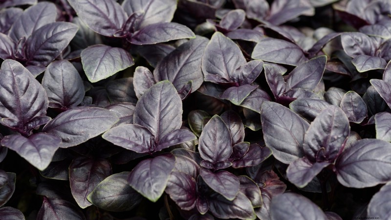 15 Ornamental Herbs to Plant in June for a Lush, Eco‑Friendly Garden