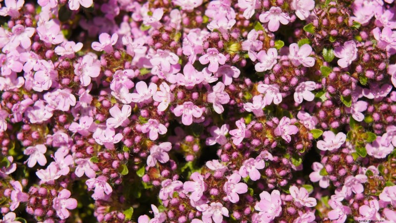 15 Ornamental Herbs to Plant in June for a Lush, Eco‑Friendly Garden