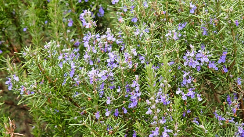 15 Ornamental Herbs to Plant in June for a Lush, Eco‑Friendly Garden